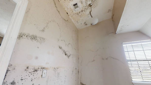 Mold Odor Removal Services in North River Shores, FL
