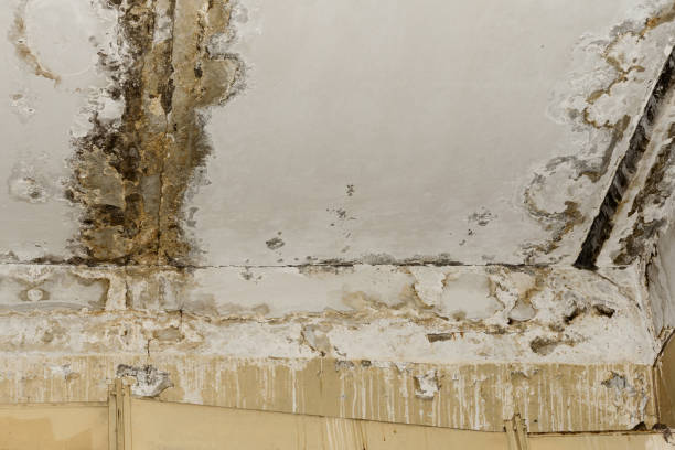 Best Mold Removal for HVAC Installations  in North River Shores, FL
