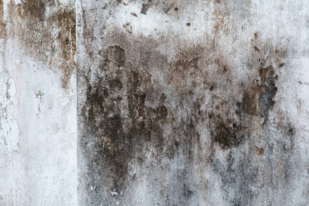 Best Asbestos and Lead Testing During Mold Inspection  in North River Shores, FL