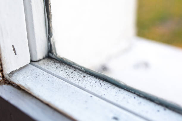 Best Mold-Related Health Consultation  in North River Shores, FL