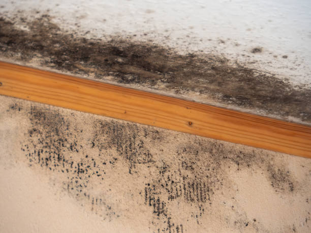 Best Post-Remediation Verification Testing  in North River Shores, FL