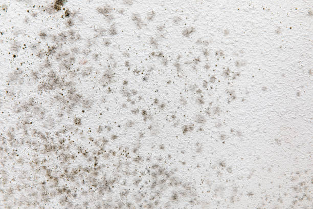 Best Airborne Mold Testing  in North River Shores, FL