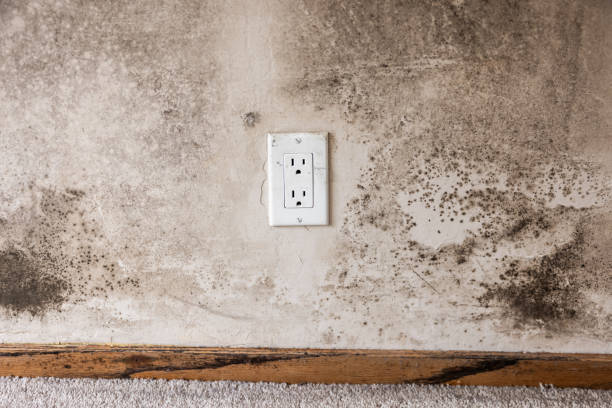 Best Mold Prevention Services  in North River Shores, FL