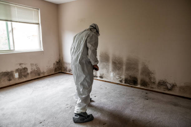 Best Mold Damage Restoration  in North River Shores, FL
