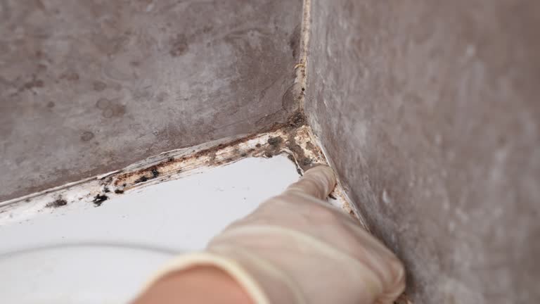 Best HVAC Mold Inspection and Cleaning  in North River Shores, FL